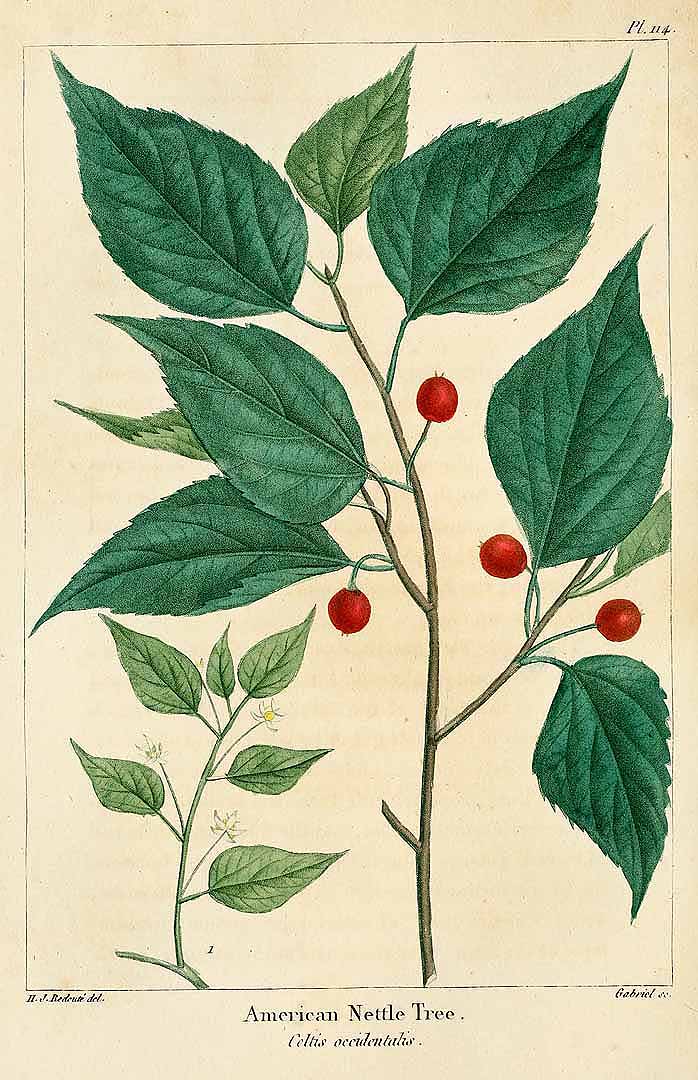 Illustration Celtis occidentalis, Par The North American sylva (vol. 3: t. 114, 1819) [H.J. Redouté], via plantillustrations 