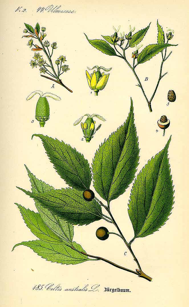 Illustration Celtis australis, Par Thomé O.W. (Flora von Deutschland Österreich und der Schweiz, Tafeln, vol. 2: t. 185, 1885), via plantillustrations 