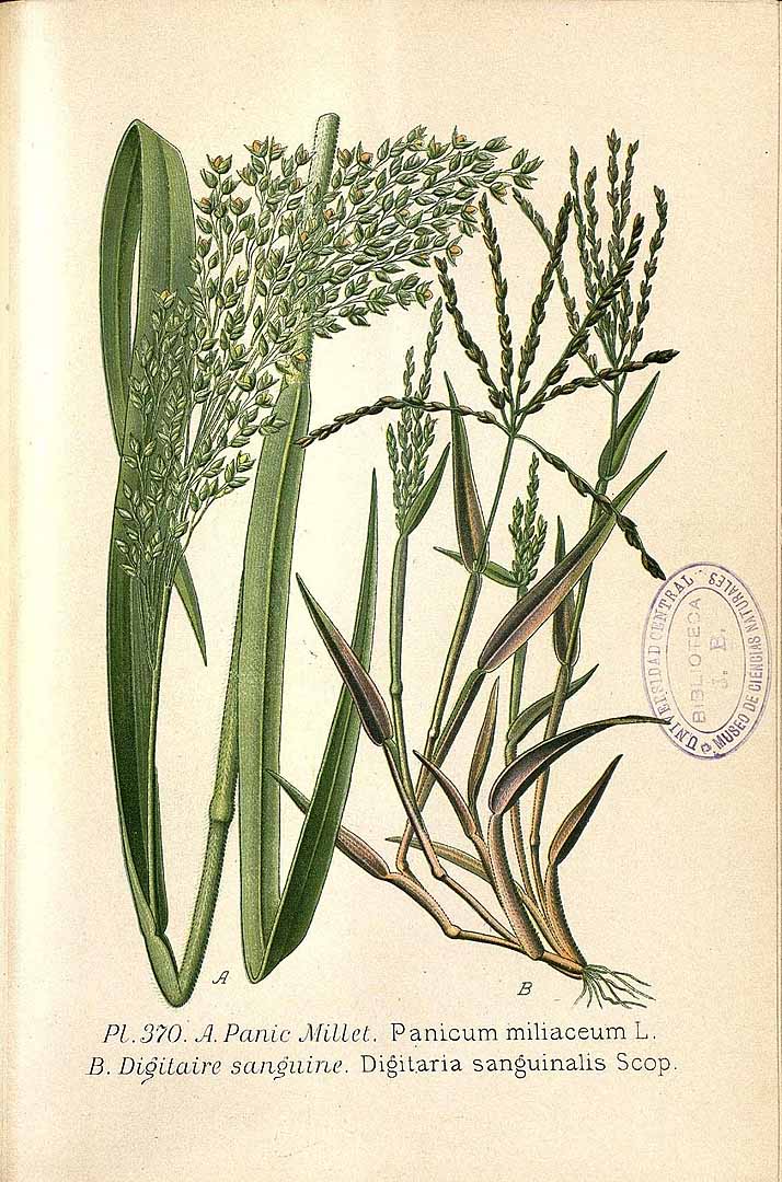 Illustration Panicum miliaceum, Par Masclef, A., Atlas des plantes de France (1890-1893) Atlas Pl. France vol. 3 (1893) t. 370	f. A , via plantillustrations 
