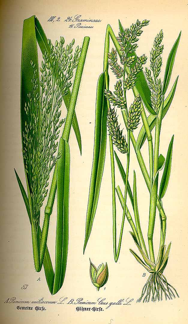 Illustration Panicum miliaceum, Par Thomé, O.W., Flora von Deutschland Österreich und der Schweiz (1886-1889) Fl. Deutschl. vol. 1 (1885) t. 83	f. A , via plantillustrations 
