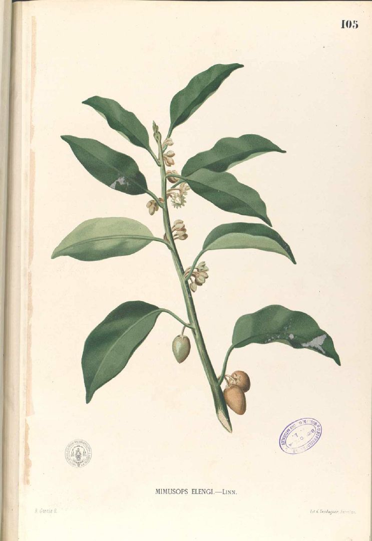 Illustration Mimusops elengi, Par Blanco, M., Flora de Filipinas, ed. 3 (1877-1883) Fl. Filip., ed. 3 t. 105, via plantillustrations 