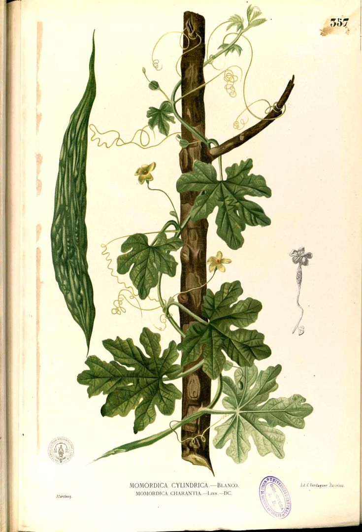 Illustration Momordica charantia, Par Blanco, M., Flora de Filipinas, ed. 3 (1877-1883) Fl. Filip., ed. 3 t. 357, via plantillustrations 