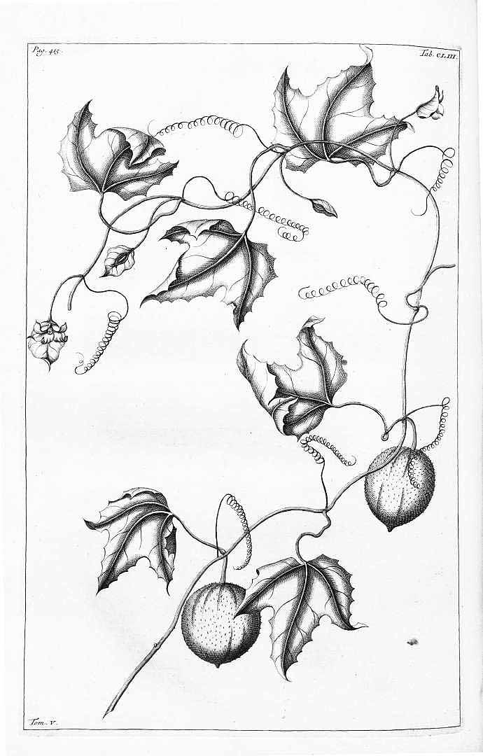 Illustration Momordica cochinchinensis, Par Rumphius (Rumpf), G.E., Herbarium amboinense (1741-1750) Herb. Amboin. vol. 5 (1747) t. 153	p. 414 , via plantillustrations 