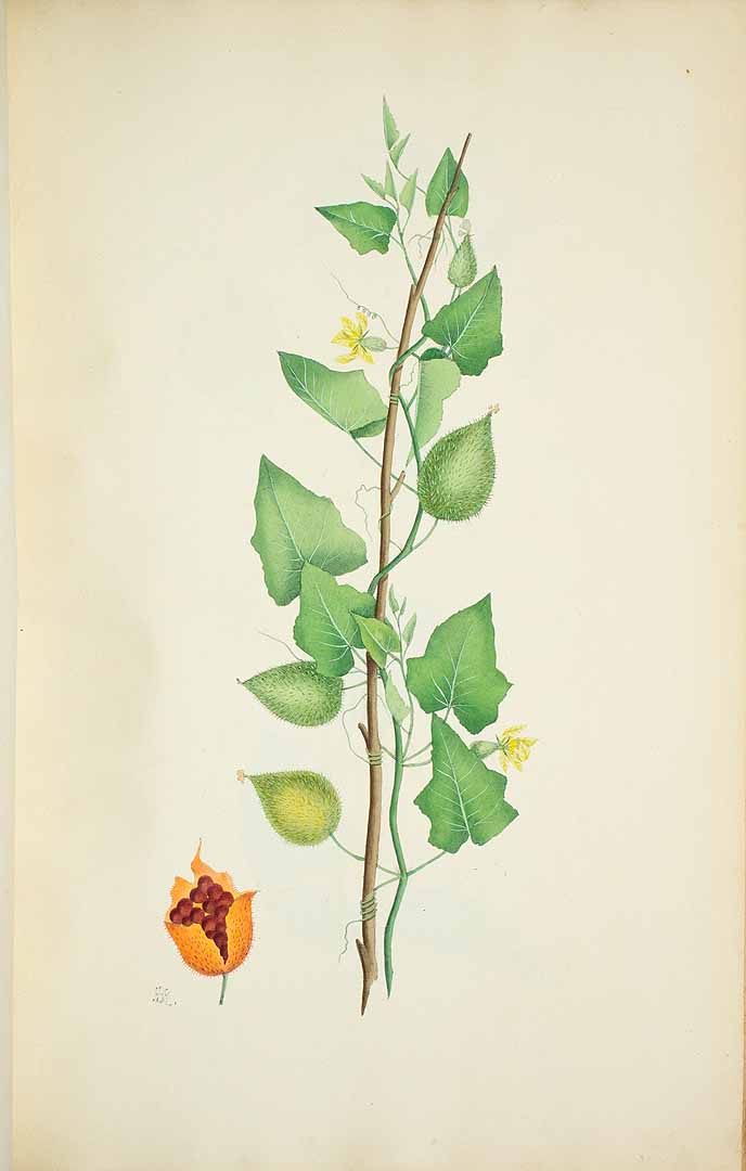 Illustration Momordica dioica, Par Ker-Gawler, C.H.B., Icones pictae indo-asiaticae plantarum excerptae e codicibus Dom. Cattley (1821) Icon. Indo-Asiat. Pl. Cattley t. 12, via plantillustrations 