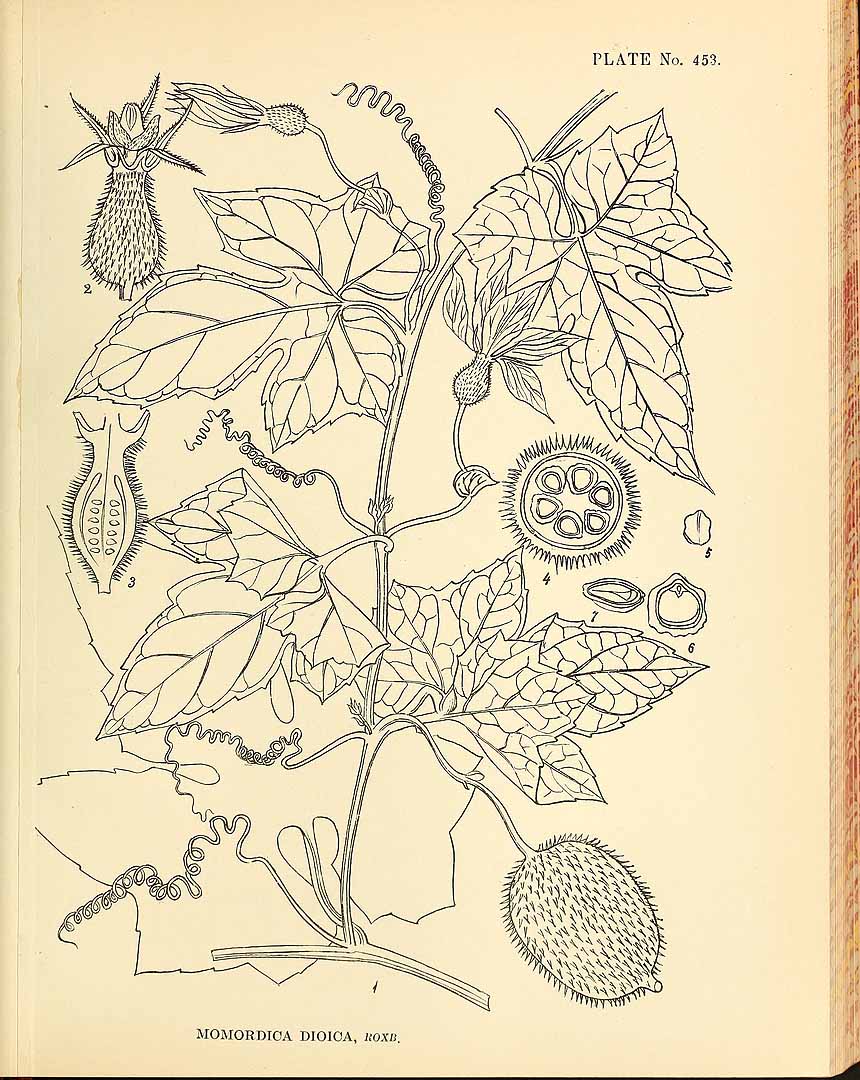Illustration Momordica dioica, Par Kirtikar, K.R., Basu, B.D., Indian medicinal plants, Plates (1918) Ind. Med. Pl., Plates vol. 3 (1918) t. 453, via plantillustrations 