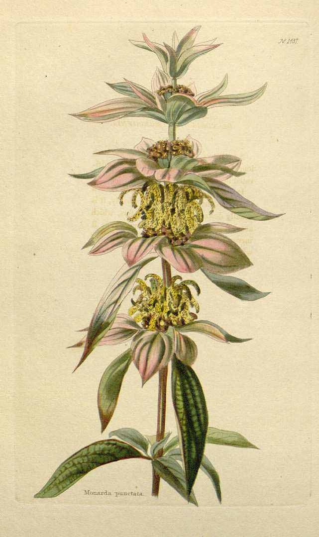Illustration Monarda punctata, Par Loddiges, C.L., botanical cabinet [C. Loddiges] (1817-1833) Bot. Cab. vol. 15 (1828) [tt. 1401-1500] t. 1437, via plantillustrations 