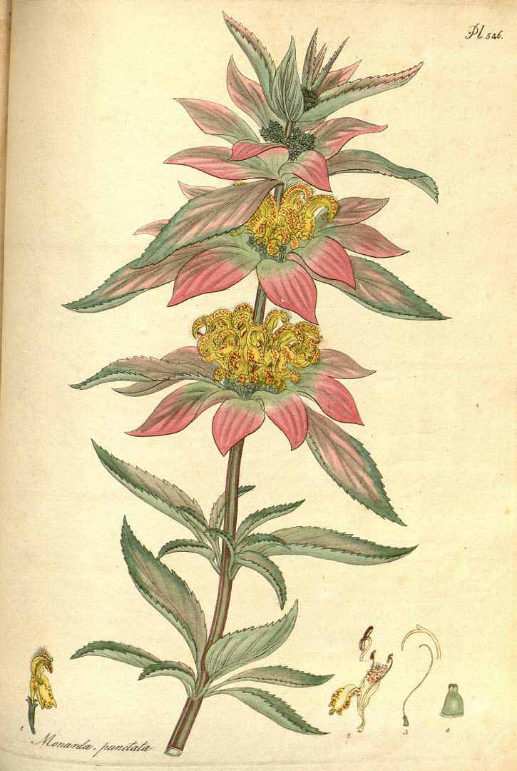 Illustration Monarda punctata, Par Andrews, H.C., botanist?s repository (1797-1814) Bot. Repos. vol. 8 (1807) [tt. 493-542] t. 546, via plantillustrations 