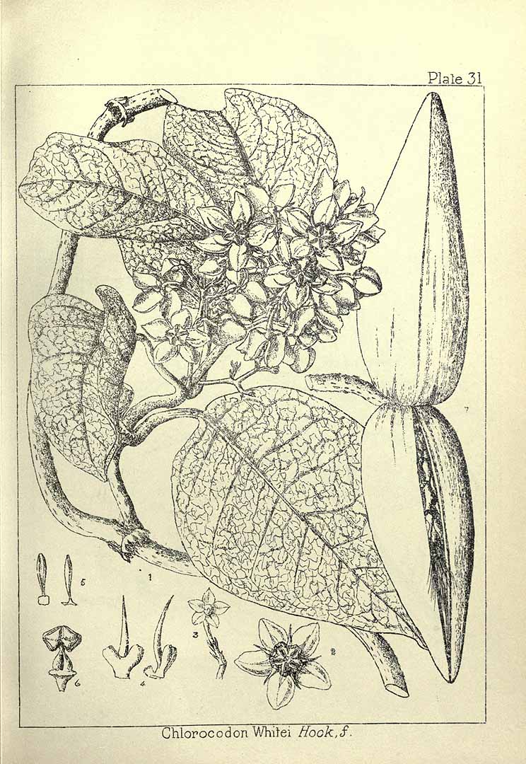Illustration Mondia whitei, Par Wood, J.M., Evans, M.S., Natal plants (1899-1912) Natal Pl. vol. 1 (1898) t. 31, via plantillustrations 