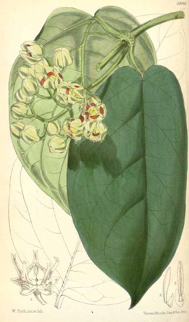 Illustration Mondia whitei, Par Curtis, W., Botanical Magazine (1800-1948) Bot. Mag. vol. 97 (1871) [tt. 5878-5942] t. 5898, via plantillustrations 