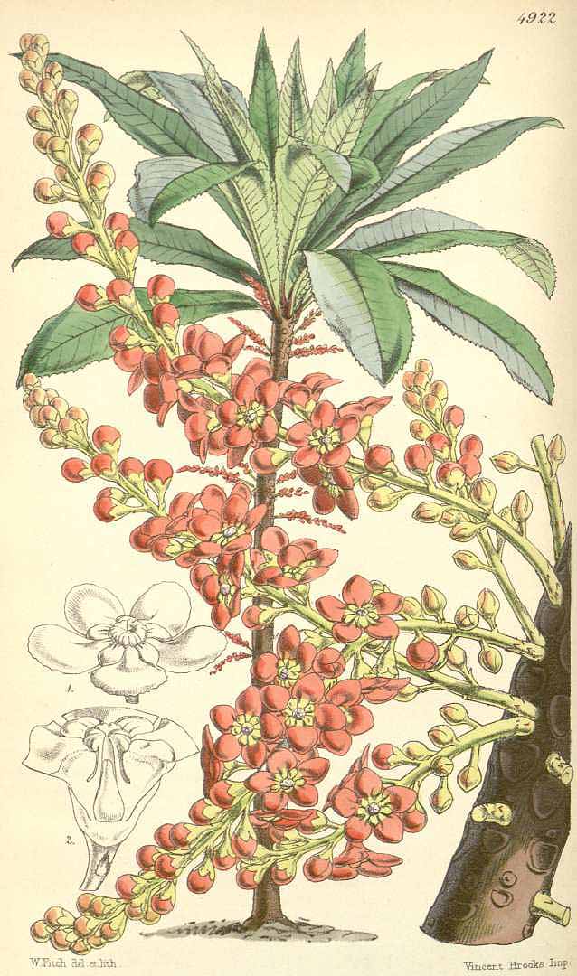 Illustration Clavija ornata, Par Curtis´s Botanical Magazine (vol. 82 [ser. 3, vol. 12]: t. 4922, 1856) [W.H. Fitch], via plantillustrations 