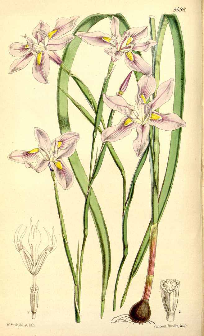 Illustration Moraea fugax, Par Curtis, W., Botanical Magazine (1800-1948) Bot. Mag. vol. 90 (1864) [tt. 5420-5485] t. 5438, via plantillustrations 