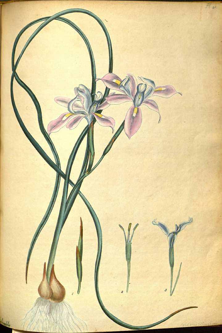 Illustration Moraea fugax, Par Andrews, H.C., botanist?s repository (1797-1814) Bot. Repos. vol. 1 (1797) [tt. 1-72] t. 45, via plantillustrations 