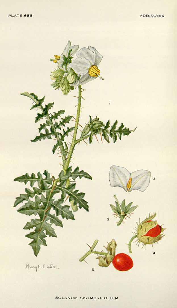 Illustration Solanum sisymbriifolium, Par Addisonia (1916-1964) Addisonia vol. 21 (1939-1942), via plantillustrations 
