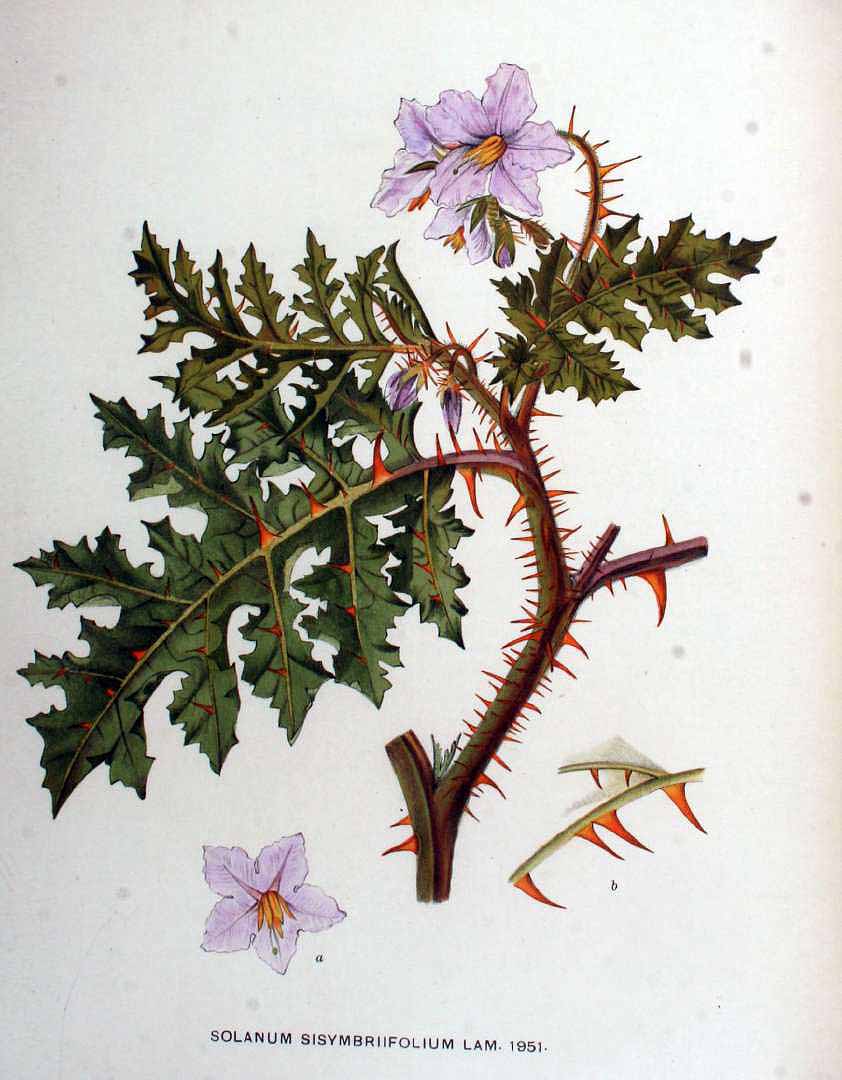 Illustration Solanum sisymbriifolium, Par Kops, J., Flora Batava (1800-1934) Fl. Bat. vol. 25 (1920), via plantillustrations 