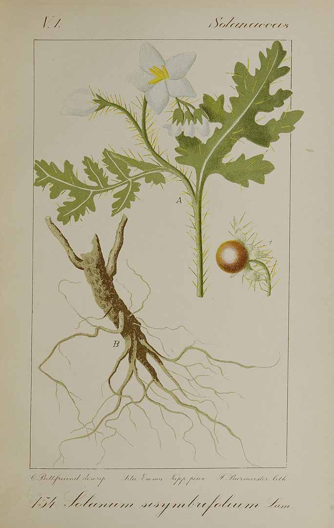 Illustration Solanum sisymbriifolium, Par Bettfreund, Carlos, Flora Argentina (1898-1901) Fl. Argent. vol. 3 (1901), via plantillustrations 