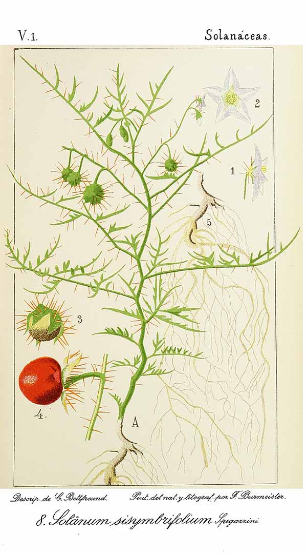 Illustration Solanum sisymbriifolium, Par Bettfreund, Carlos, Flora Argentina (1898-1901) Fl. Argent. vol. 1 (1898), via plantillustrations 