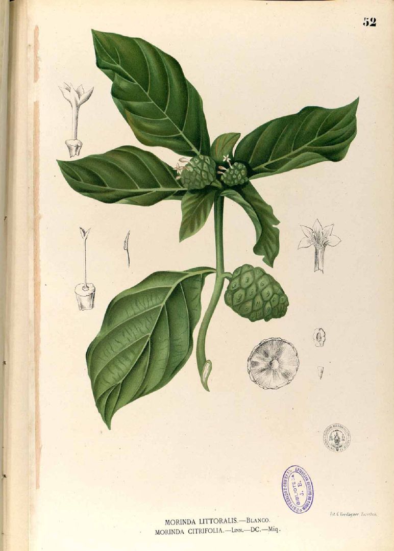 Illustration Morinda citrifolia, Par Blanco, M., Flora de Filipinas, ed. 3 (1877-1883) Fl. Filip., ed. 3 t. 52, via plantillustrations 