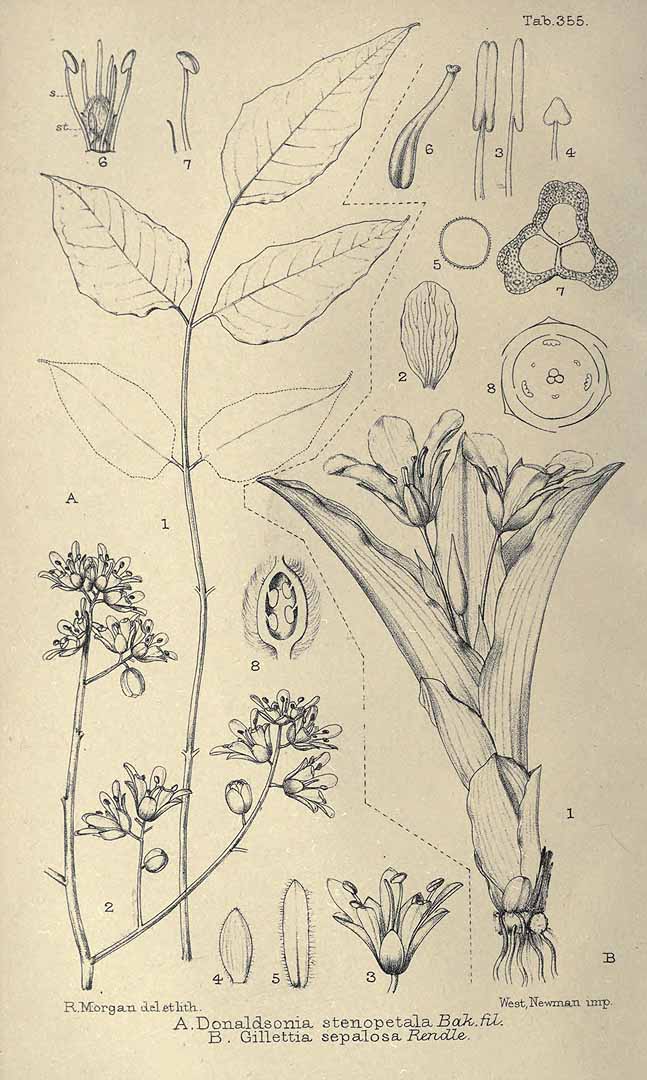 Illustration Moringa stenopetala, Par Seemann, B.C., Britten, J., Journal of botany, British and foreign (1863-1942) J. Bot. vol. 34 (1896) t. 355	p. 53 f. A , via plantillustrations 