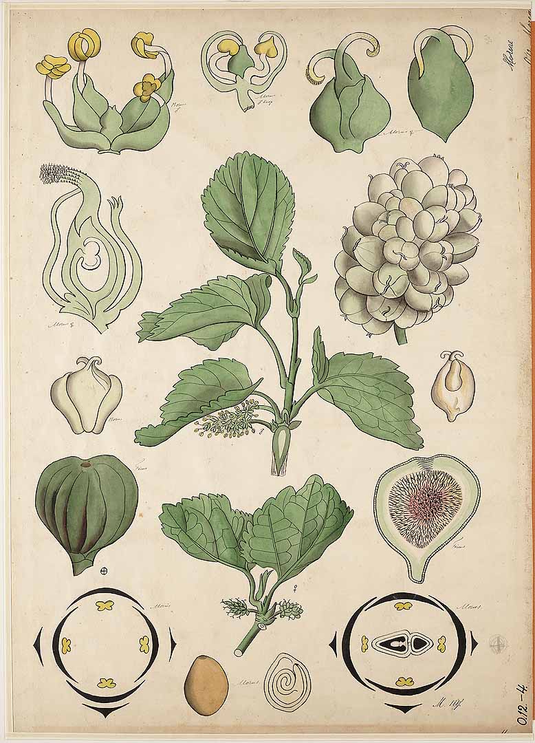 Illustration Morus alba, Par Botanische wandplaten, via plantillustrations 