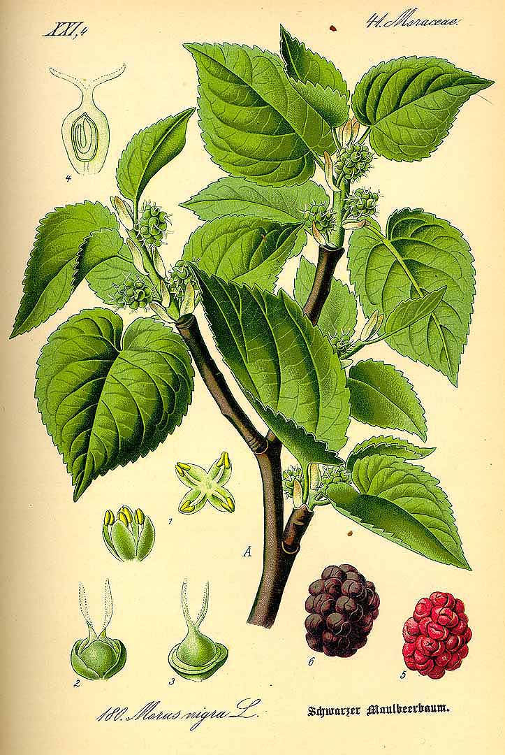 Illustration Morus nigra, Par Thomé, O.W., Flora von Deutschland Österreich und der Schweiz (1886-1889) Fl. Deutschl. vol. 2 (1885) t. 180, via plantillustrations 
