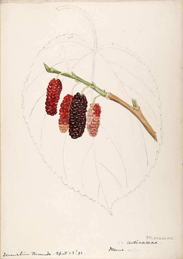 Illustration Morus rubra, Par Sharp, Helen, Water color sketches of fruits and flowers of Bermuda (1892-1903), via plantillustrations 