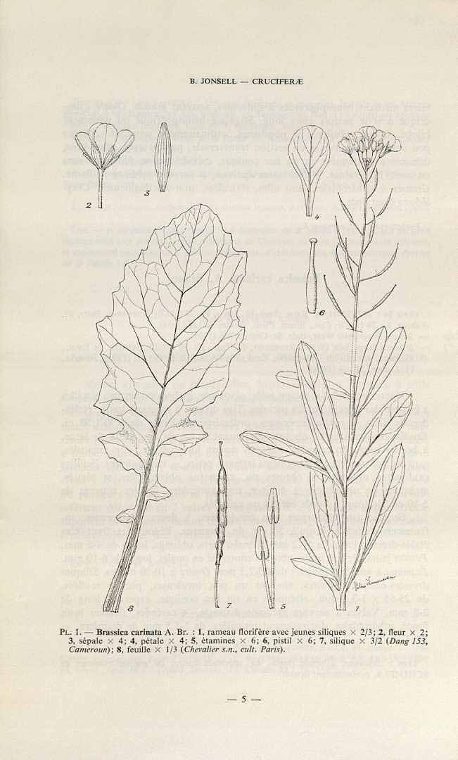 Illustration Brassica carinata, Par Flore de Madagascar et des Comores, Crucife?res, vol. 84: p. 5 (1982) [Helene Lamordidieu], via plantillustrations 