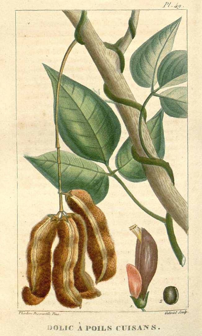 Illustration Mucuna pruriens, Par Descourtilz, M.E., Flore [pittoresque et] médicale des Antilles (1821-1829) Fl. Méd. Antilles vol. 1 (1821) [tt. 1-68] t. 49, via plantillustrations 