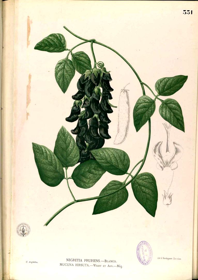 Illustration Mucuna pruriens, Par Blanco, M., Flora de Filipinas, ed. 3 (1877-1883) Fl. Filip., ed. 3 t. 331, via plantillustrations 