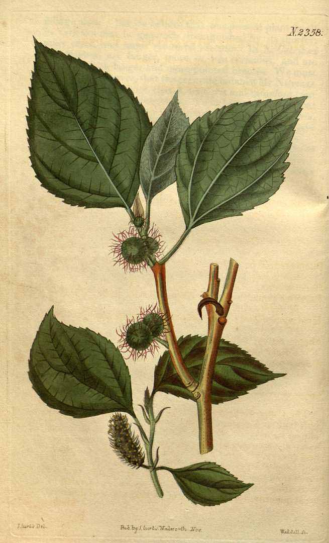 Illustration Broussonetia Papyrifera, Par Curtis´s Botanical Magazine, vol. 50: t. 2358 (1823) [J. Curtis], via plantillustrations 