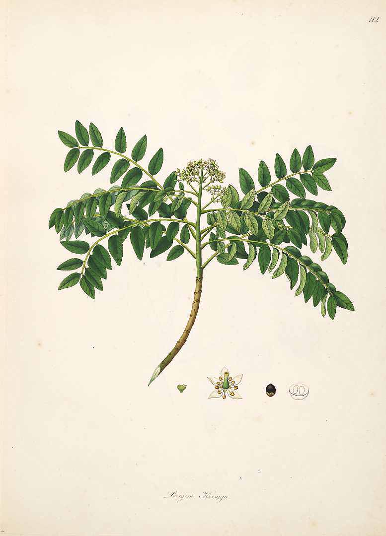 Illustration Murraya koenigii, Par Roxburgh, W., Plants of the coast of Coromandel (1795-1819) Pl. Coromandel vol. 2 (1798) t. 112, via plantillustrations 