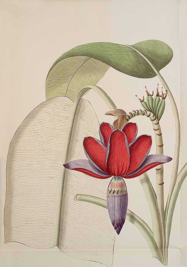 Illustration Musa balbisiana, Par Kerner, J.S., Hortus sempervirens (1795-1830) Hort. Semperv. vol. 22 (1808) [tt. 253-264] t. 253, via plantillustrations 