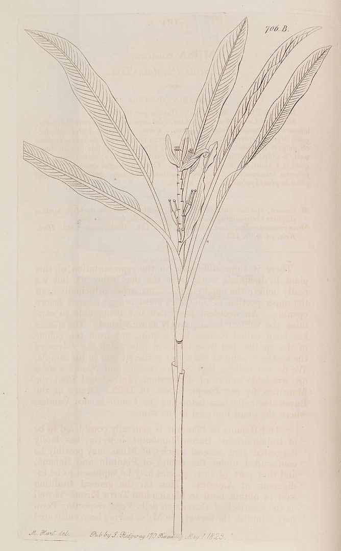 Illustration Musa balbisiana, Par Edwards, S.T., Botanical Register (1815-1828) Bot. Reg. vol. 9 (1823) [tt. 690-777] t. 706B , via plantillustrations 