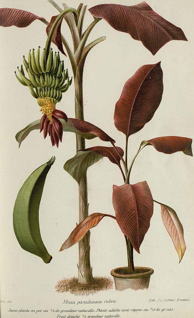Illustration Musa x paradisiaca, Par Revue horticole, sér. 4 (1852-1974) Rev. Hort. (Paris), ser. 4 vol. 77 (1905) [77e ANNÉE - 1905] , via plantillustrations 