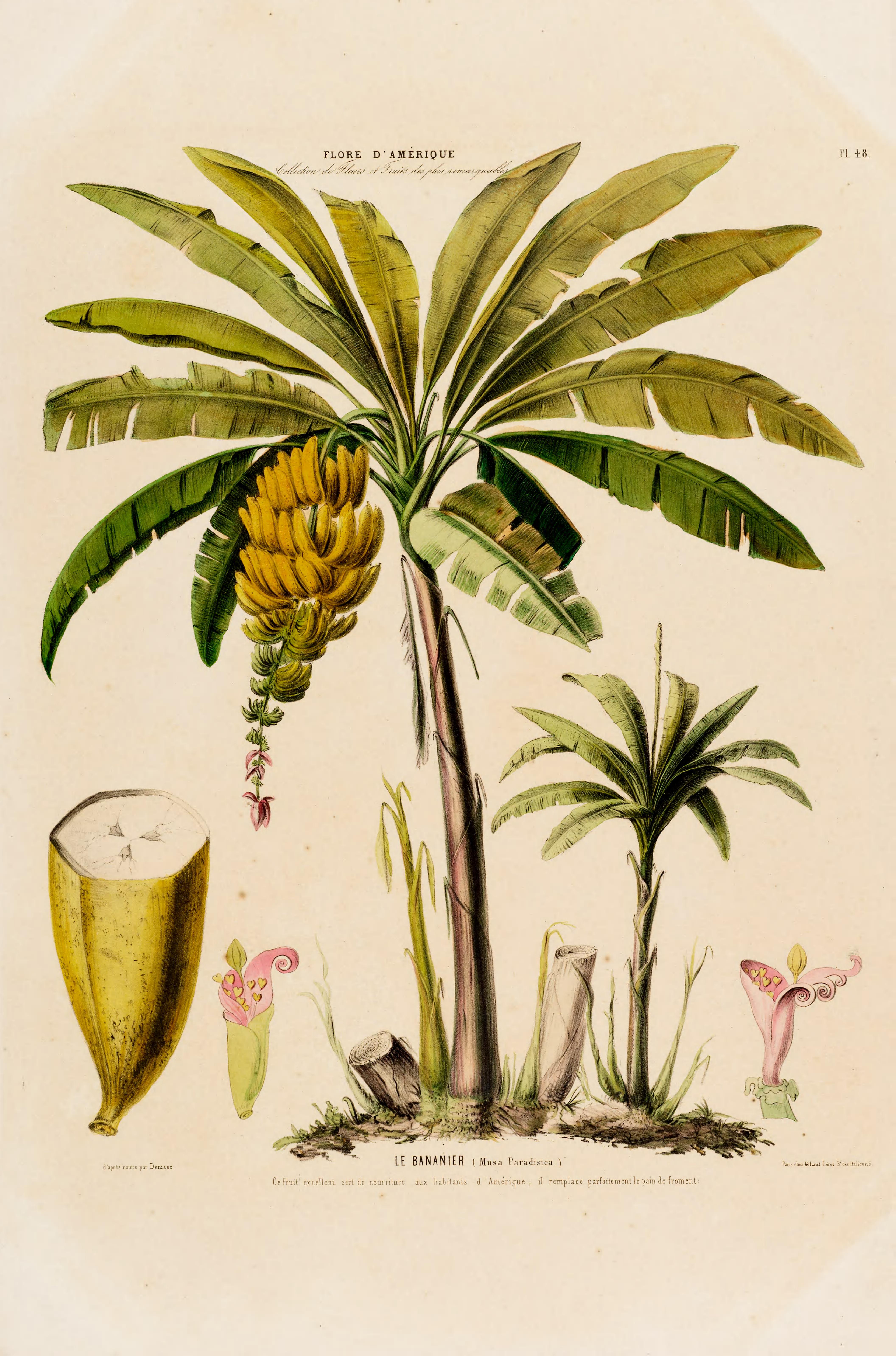 Illustration Musa x paradisiaca, Par Denisse, E., Flore d?Amérique (1843-1846) Fl. Amérique t. 48, via plantillustrations 