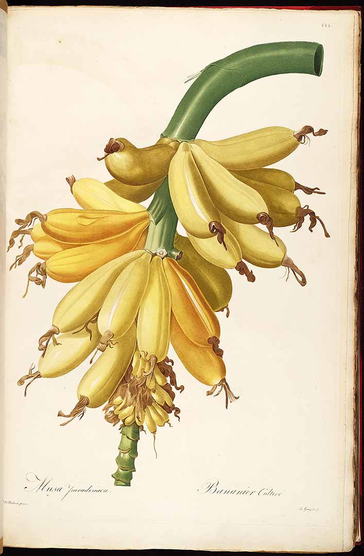 Illustration Musa x paradisiaca, Par Redouté, P.J., Liliacées (1802-1816) Liliac. vol. 8 (1805) t. 444, via plantillustrations 