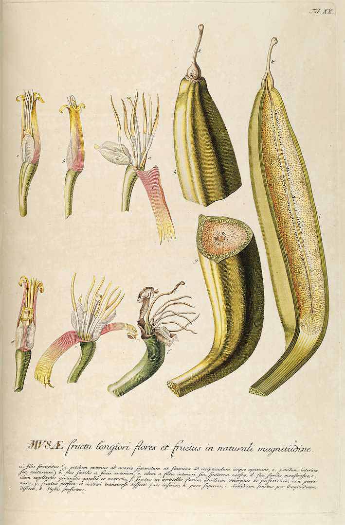Illustration Musa x paradisiaca, Par Trew, C.J., Ehret, G.D., Plantae selectae (1750-1773) Pl. Select. vol. 2 (1750) t. 20, via plantillustrations 
