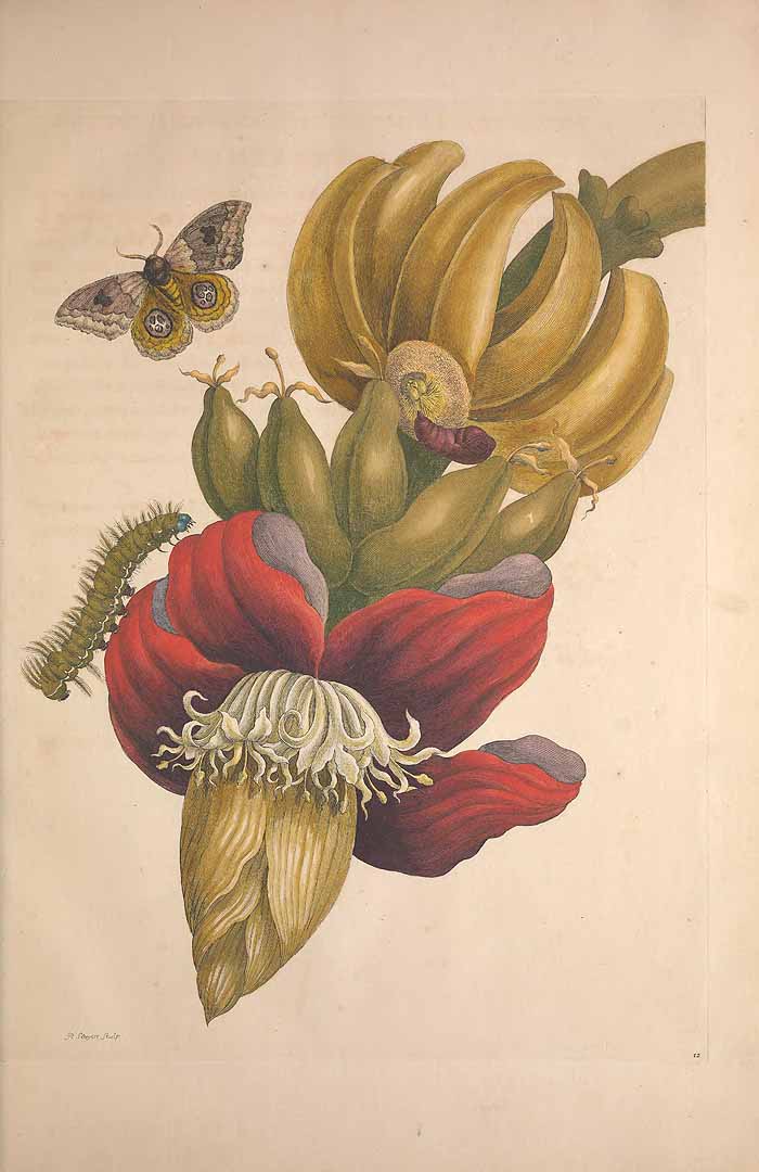 Illustration Musa x paradisiaca, Par Merian, M.S., metamorphosibus insectorum Surinamensium, of te verandering der Surinaamsche insecten (1714)  t. 12, via plantillustrations 
