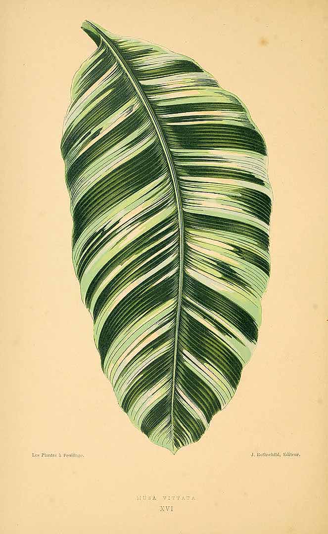 Illustration Musa x paradisiaca, Par Rothschild, J., plantes a feuillage coloré [original ed. E.J. Lowe and W. Howard, Beautiful leaved plants (1861)] (1865) Pl. Feuill. Col. vol. 2 (1870) t. 16, via plantillustrations 