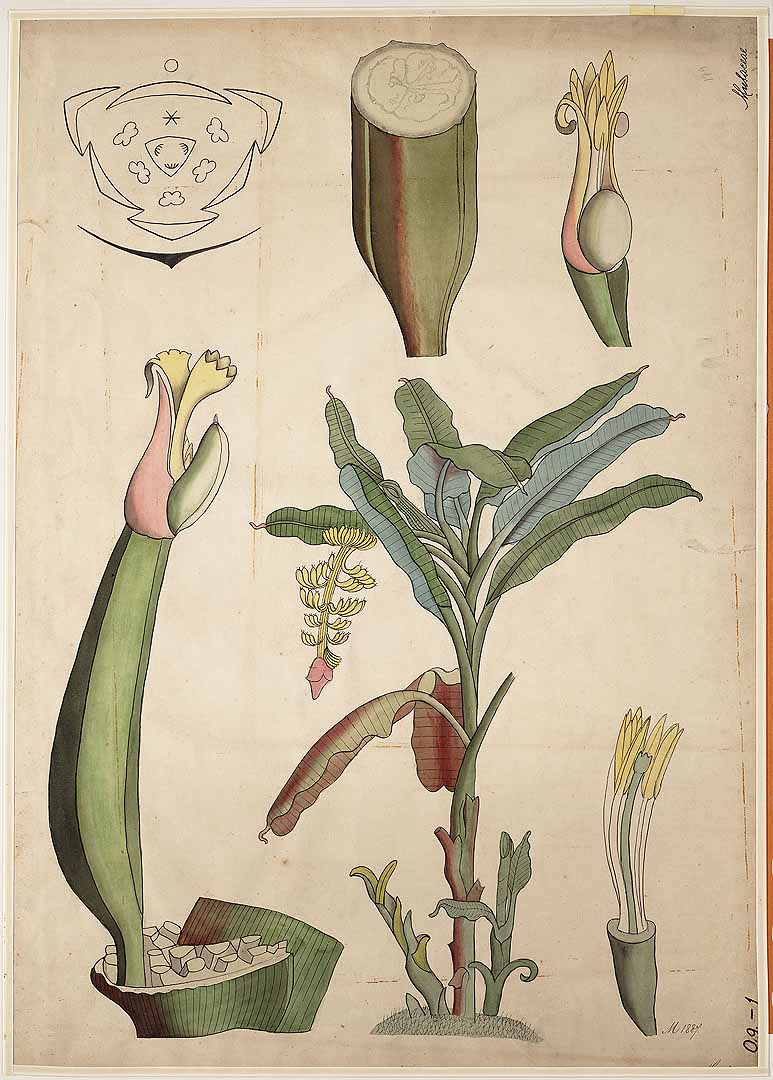 Illustration Musa x paradisiaca, Par Botanische wandplaten, via plantillustrations 