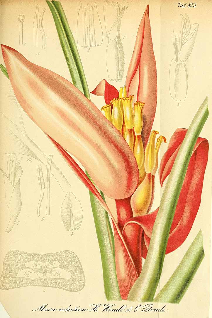 Illustration Musa velutina, Par Regel, E.A. von, Gartenflora (1852-1938) Gartenflora vol. 24 (1875) t. 823, via plantillustrations 