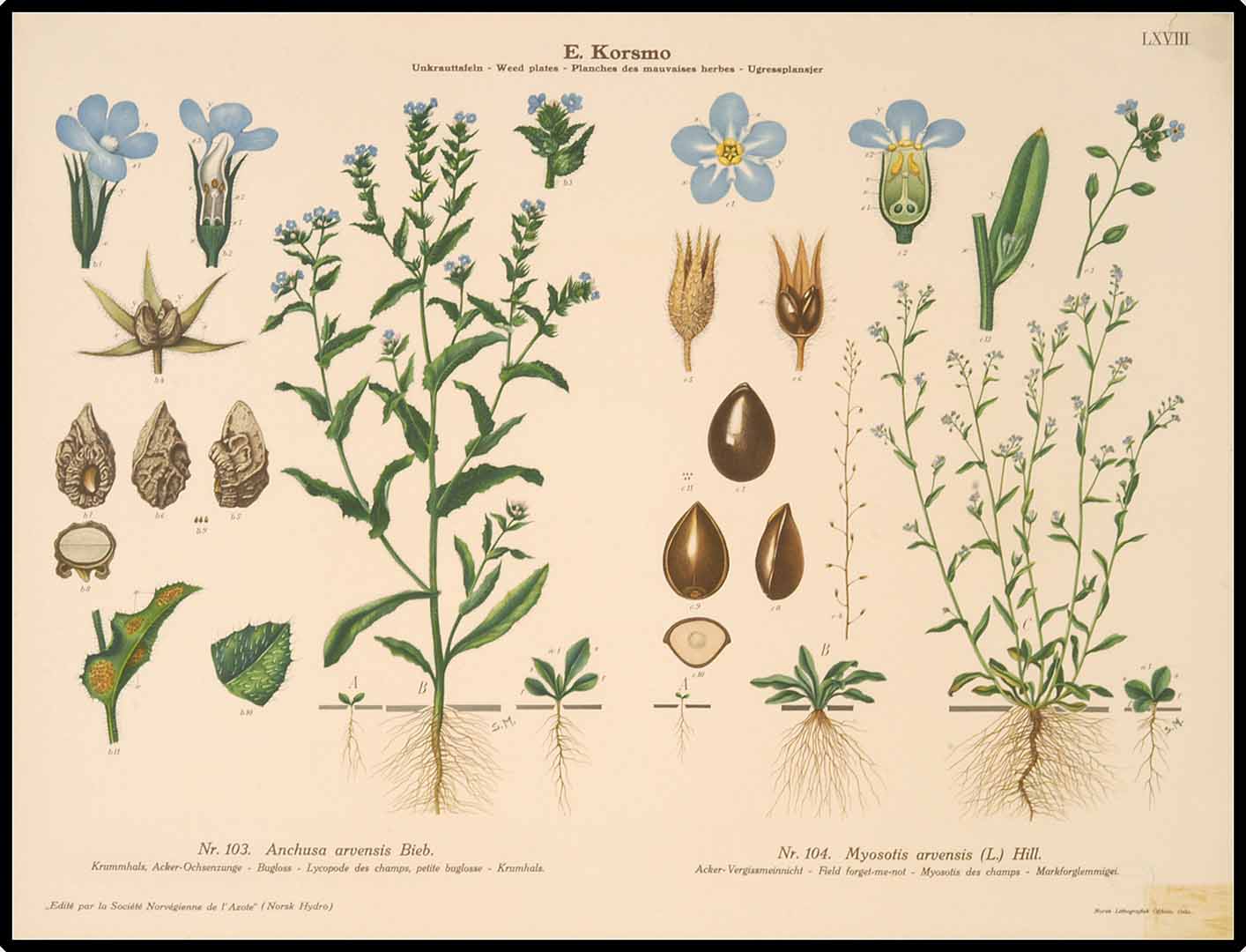 Illustration Myosotis arvensis, Par Korsmo, E., Unkrauttaflen - Weed plates - Planches des mauvaises herbes - Ugressplansjer (1934-1938), via plantillustrations.org 