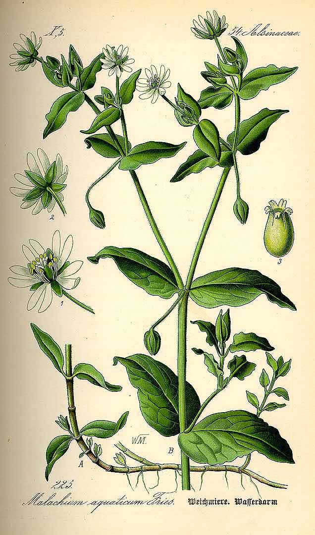 Illustration Myosoton aquaticum, Par Thomé, O.W., Flora von Deutschland Österreich und der Schweiz (1886-1889) Fl. Deutschl. vol. 2 (1885) t. 225, via plantillustrations 