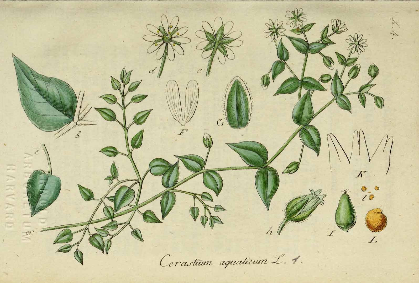 Illustration Myosoton aquaticum, Par Sturm, J., Sturm, J.W., Deutschlands flora (1798-1855) Deutschl. Fl. vol. 15 (1833) t. 1] , via plantillustrations 