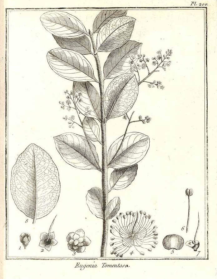 Illustration Myrcia tomentosa, Par Aublet F.  (Histoire des plantes de la Guiane Franc?oise, vol. 4: t. 200, 1775), via plantillustrations 