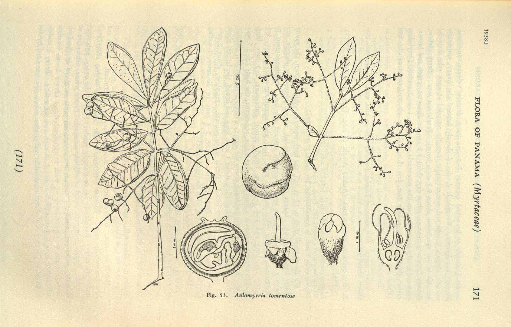 Illustration Myrcia tomentosa, Par Annals of the Missouri Botanical Garden (vol. 45: p. 171, t. 53, 1958) [??], via plantillustrations 