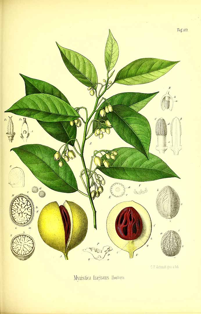 Illustration Myristica fragrans, Par Berg, O.C., Schmidt, C.F., Atlas der officinellen Pflanzen (1893-1902) Atlas. Off. Pfl. vol. 3 (1896) t. 119, via plantillustrations 