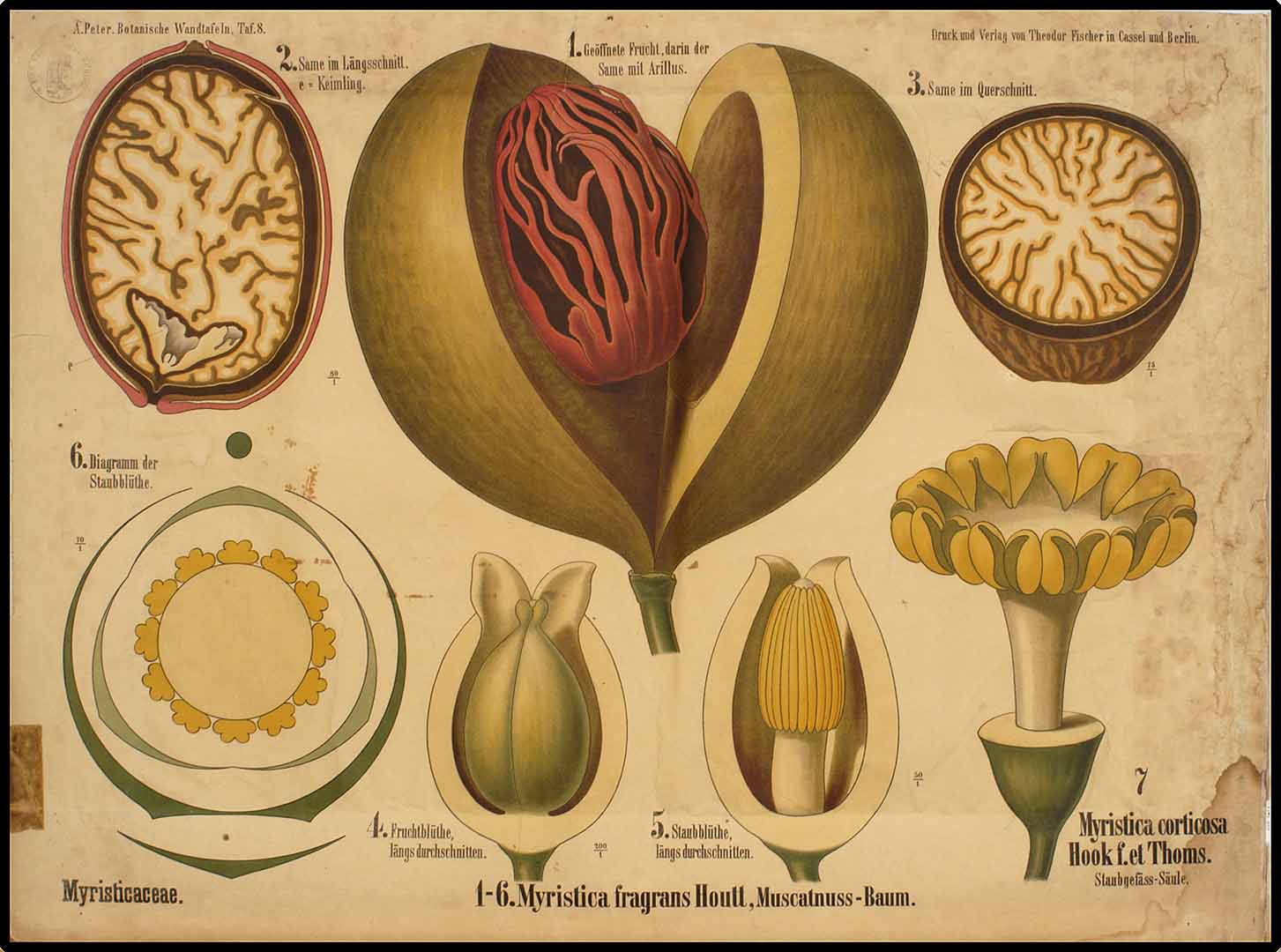 Illustration Myristica fragrans, Par Peter, A., Botanische Wandtafeln (1901)  (1901) t. 8	f. 1-6 , via plantillustrations 