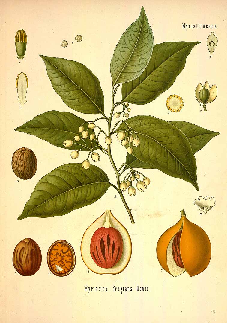 Illustration Myristica fragrans, Par Ko&#776;hler, F.E., Ko&#776;hler?s Medizinal Pflanzen (1883-1914) Med.-Pfl. vol. 2 (1890) t. 132, via plantillustrations 