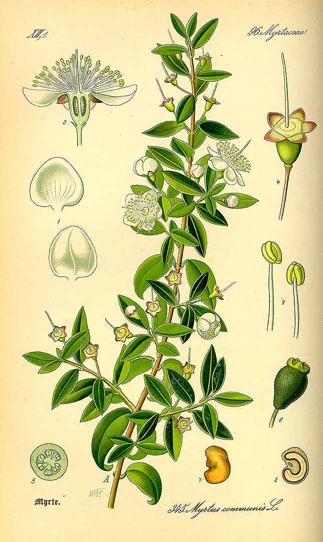 Illustration Myrtus communis, Par Thomé, O.W., Flora von Deutschland Österreich und der Schweiz (1886-1889) Fl. Deutschl. vol. 3 (1885) t. 345, via plantillustrations 