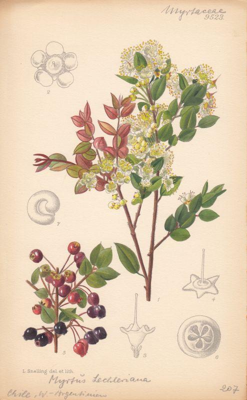 Illustration Myrtus lechleriana, Par Curtis - Myrtus Lechleriana. Kol. Lithographie Nr. 9523 Botanical Magazine, via x 